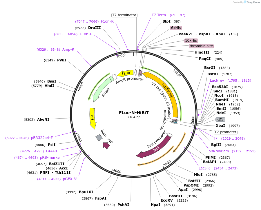 207117-plasmid-map-sequence-id-417172