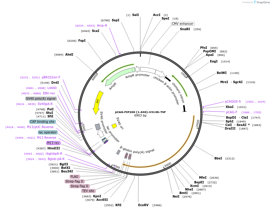 210839-plasmid-map-sequence-id-417173