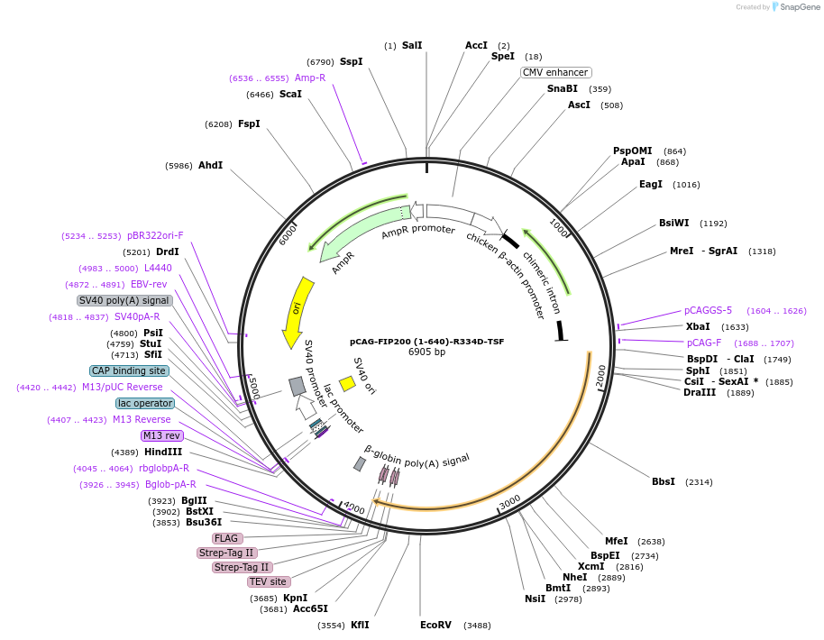 210841-plasmid-map-sequence-id-417175