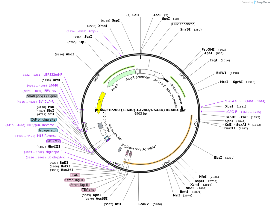 210842-plasmid-map-sequence-id-417176
