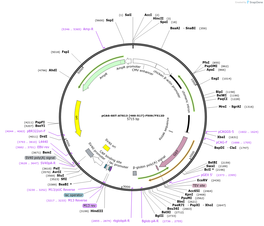 210847-plasmid-map-sequence-id-417177