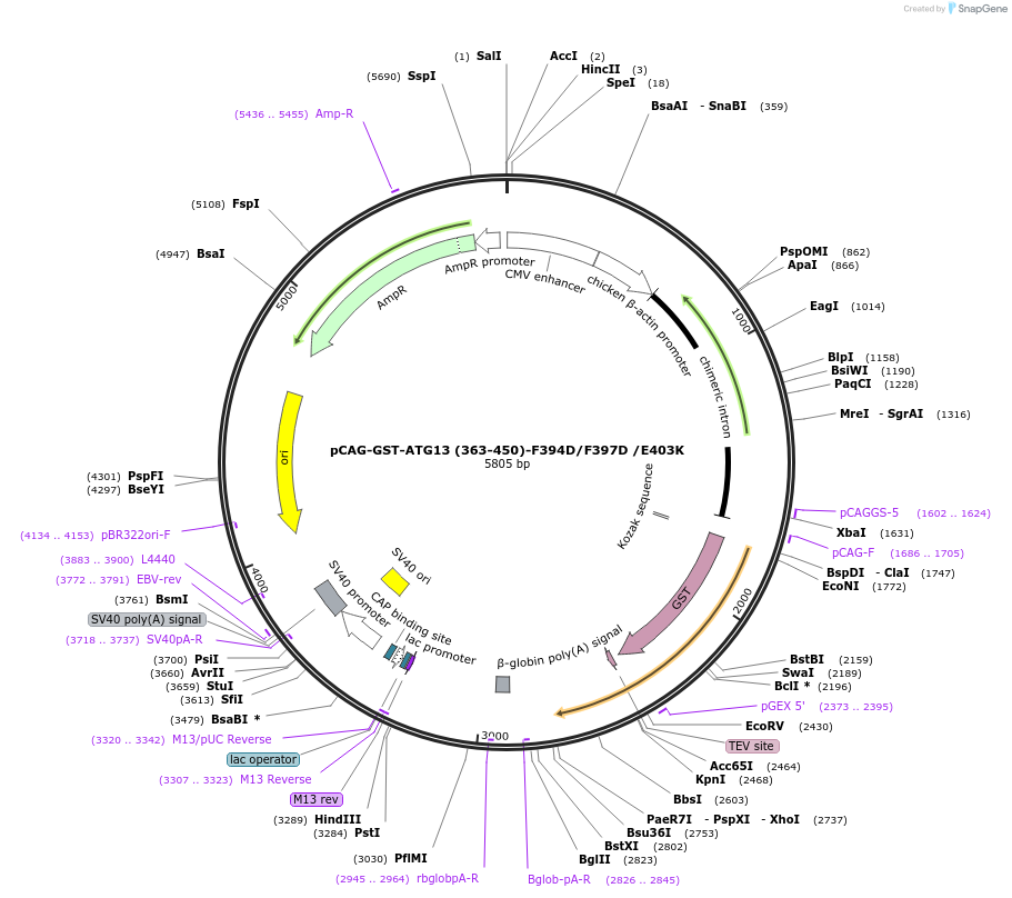 210850-plasmid-map-sequence-id-417179