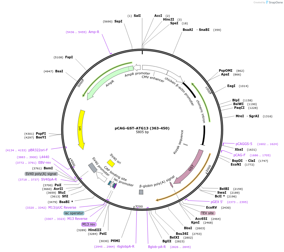 210849-plasmid-map-sequence-id-417180