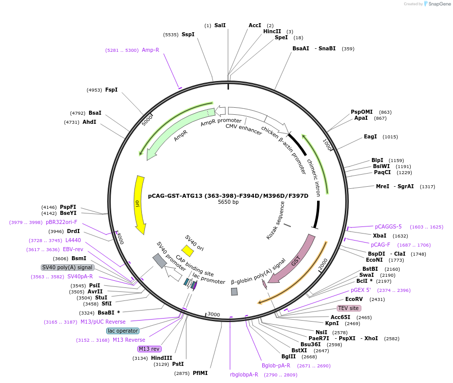 210848-plasmid-map-sequence-id-417182
