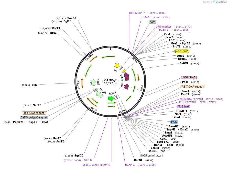 206130-plasmid-map-sequence-id-417184