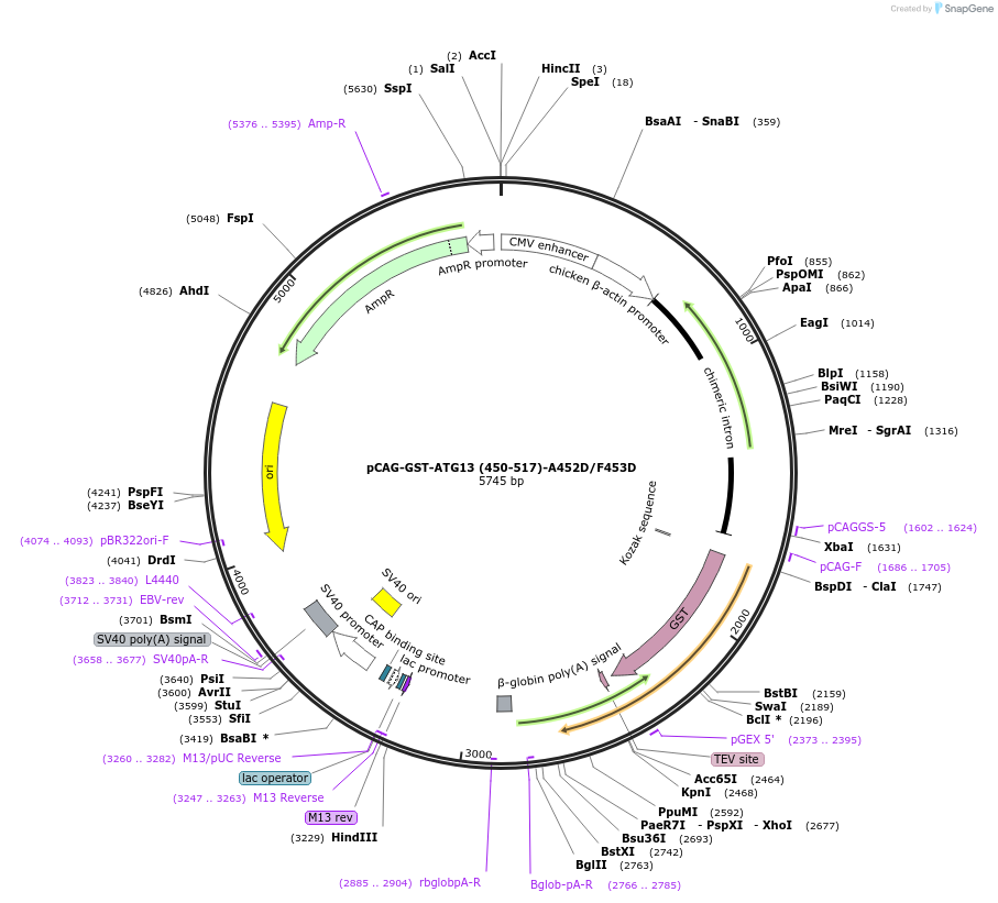 210851-plasmid-map-sequence-id-417185