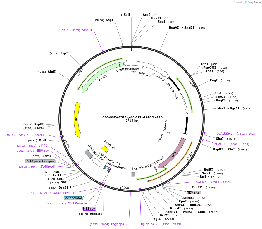 210845-plasmid-map-sequence-id-417186