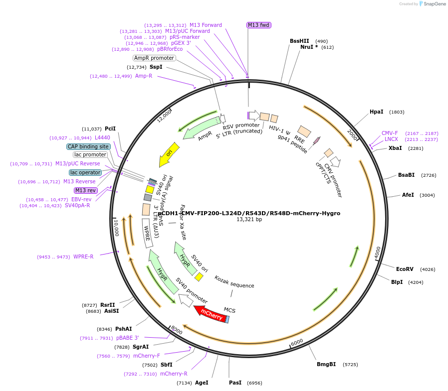 210856-plasmid-map-sequence-id-417203