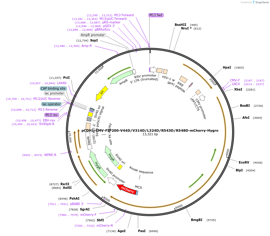 210857-plasmid-map-sequence-id-417204