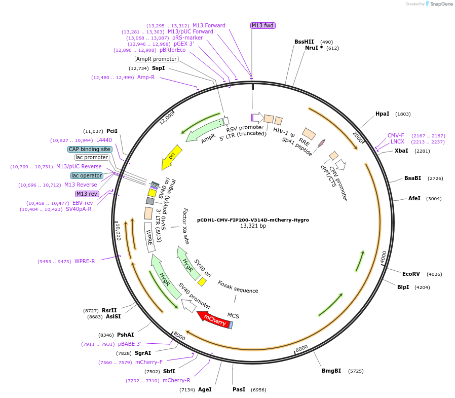 210854-plasmid-map-sequence-id-417207