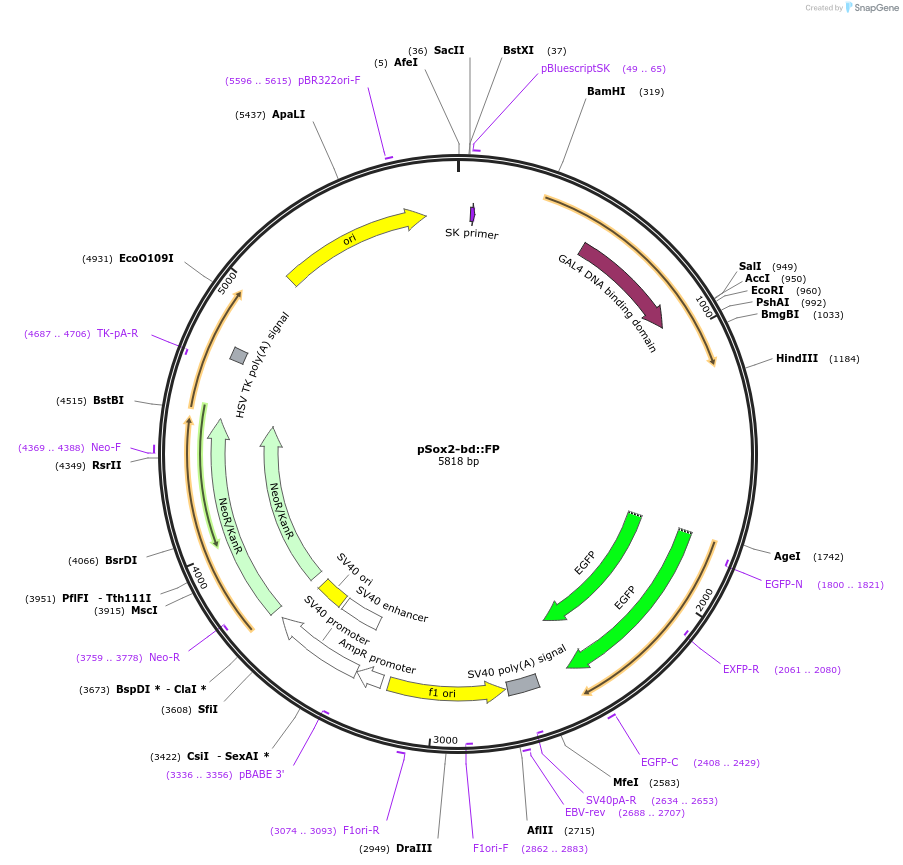 34703-plasmid-map-sequence-id-41721