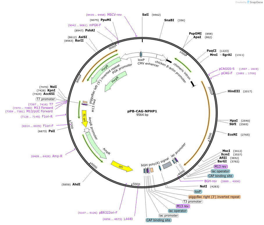 209769-plasmid-map-sequence-id-417213