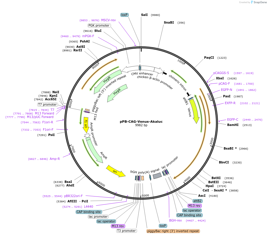 209768-plasmid-map-sequence-id-417214