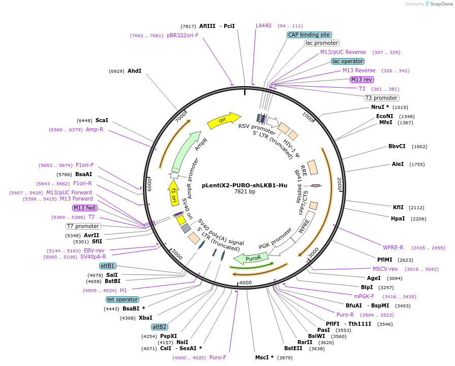 61242-plasmid-map-sequence-id-417219