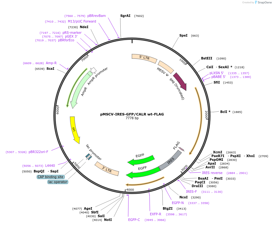 204525-plasmid-map-sequence-id-417226
