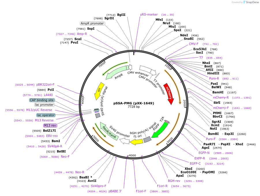 208857-plasmid-map-sequence-id-417238