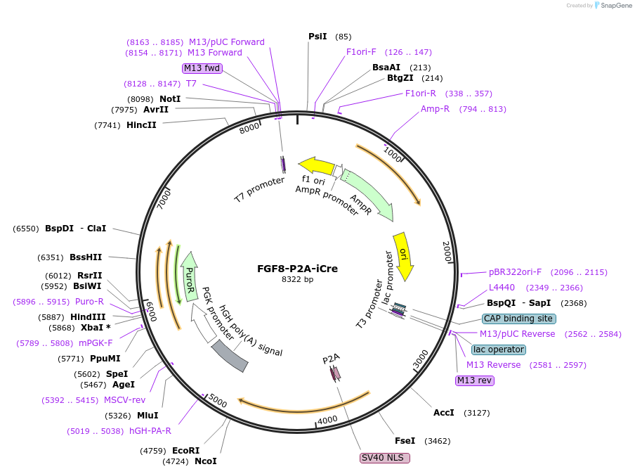210800-plasmid-map-sequence-id-417241