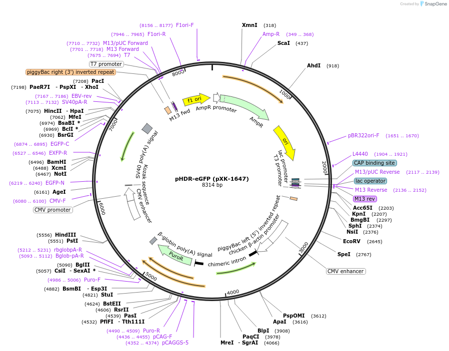 208824-plasmid-map-sequence-id-417244