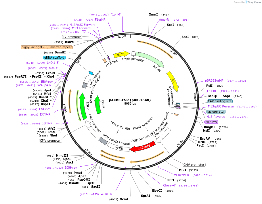 208821-plasmid-map-sequence-id-417246