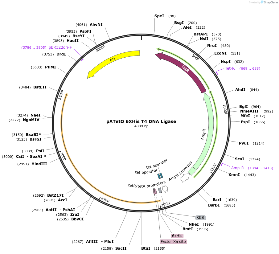 206207-plasmid-map-sequence-id-417247