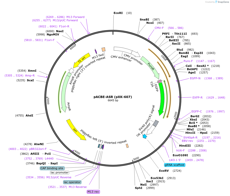 208822-plasmid-map-sequence-id-417248