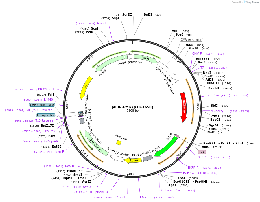 208858-plasmid-map-sequence-id-417249