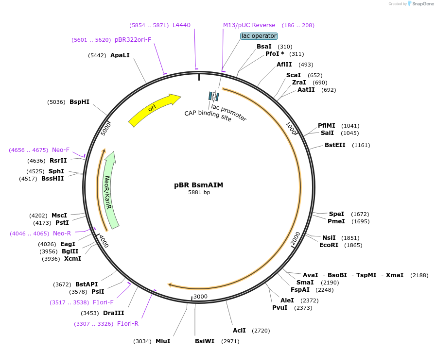 206206-plasmid-map-sequence-id-417254