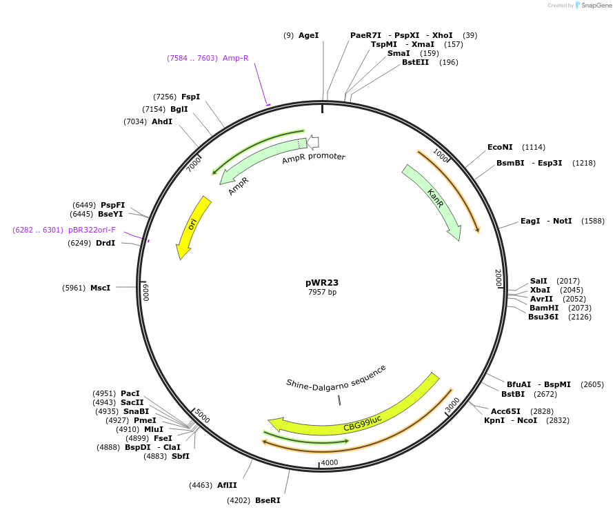 202770-plasmid-map-sequence-id-417278