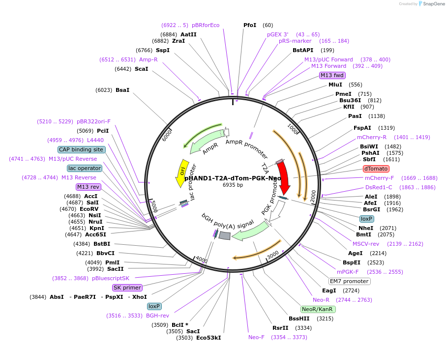 209838-plasmid-map-sequence-id-417280