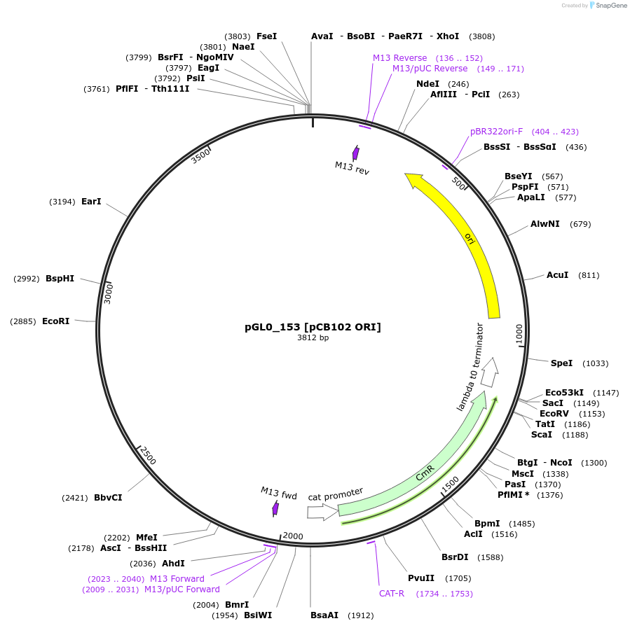 210675-plasmid-map-sequence-id-417296