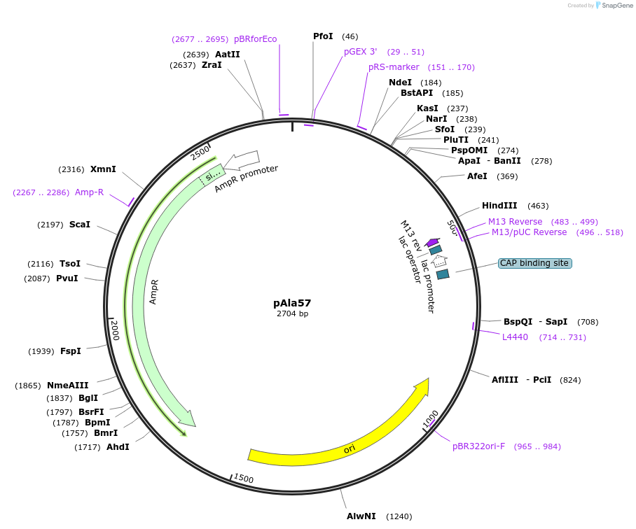 211556-plasmid-map-sequence-id-417300