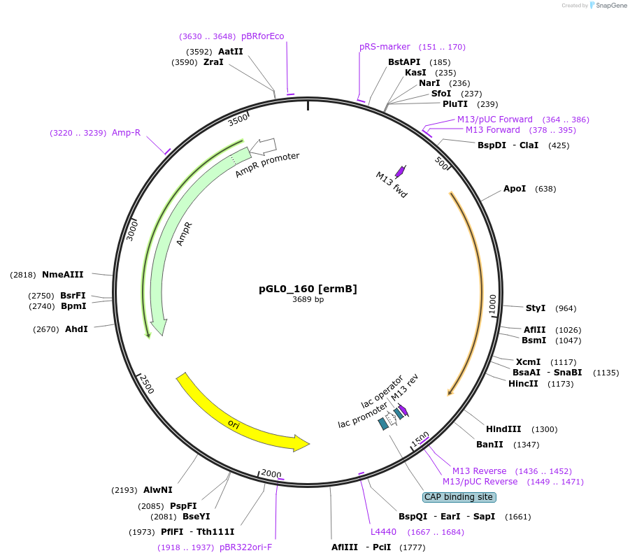 210682-plasmid-map-sequence-id-417307