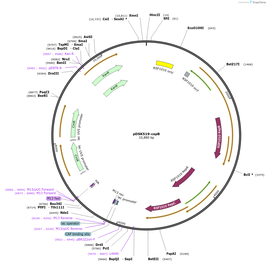 207162-plasmid-map-sequence-id-417344