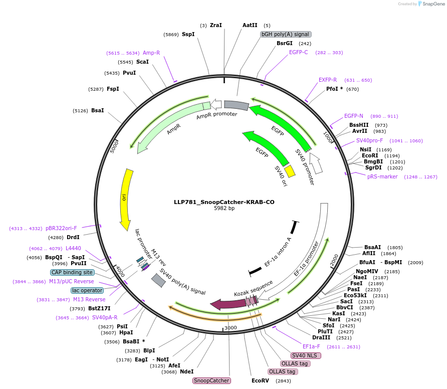 211774-plasmid-map-sequence-id-417356