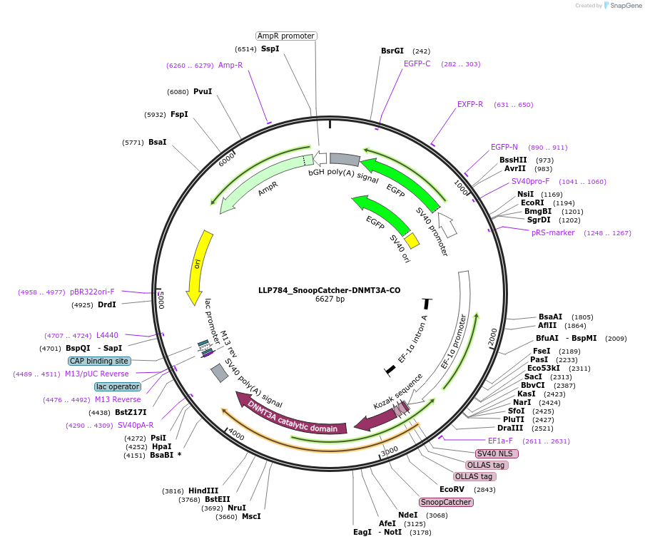 211777-plasmid-map-sequence-id-417364