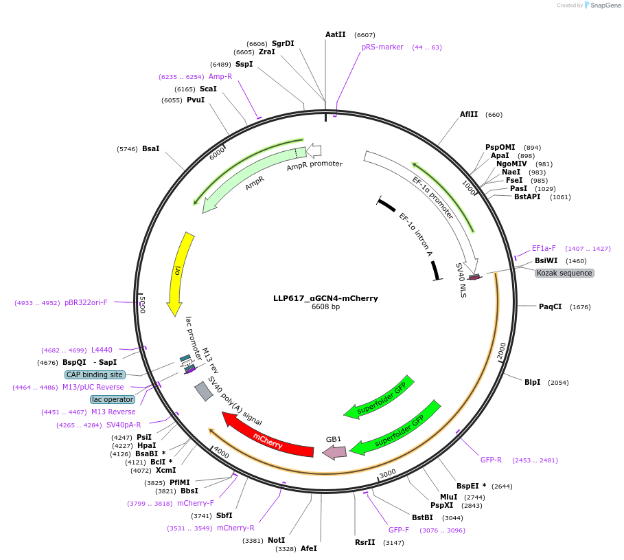 211785-plasmid-map-sequence-id-417372