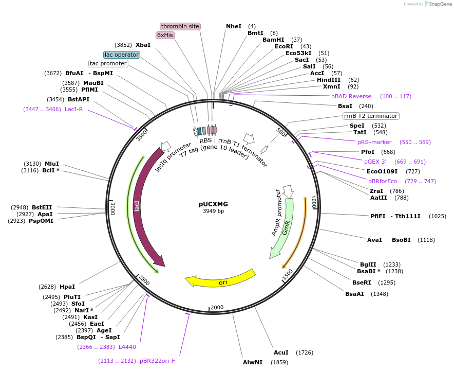 204409-plasmid-map-sequence-id-417380