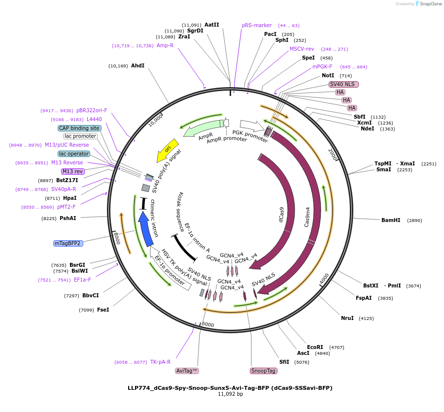 211767-plasmid-map-sequence-id-417383