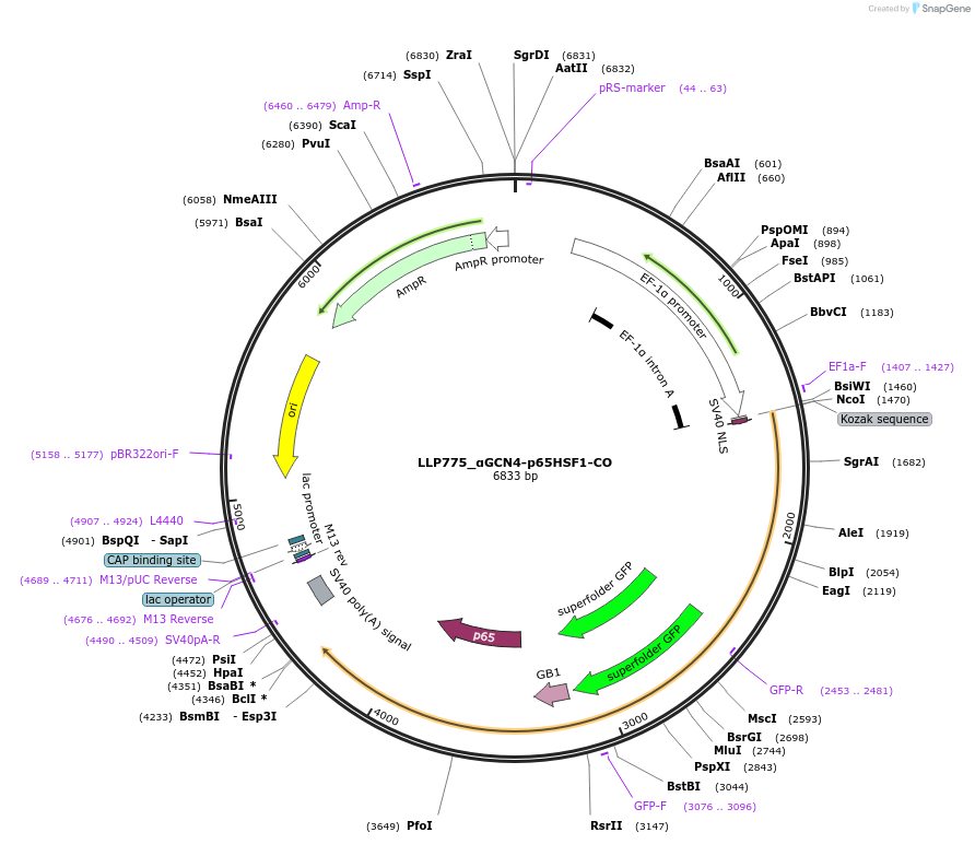 211768-plasmid-map-sequence-id-417387