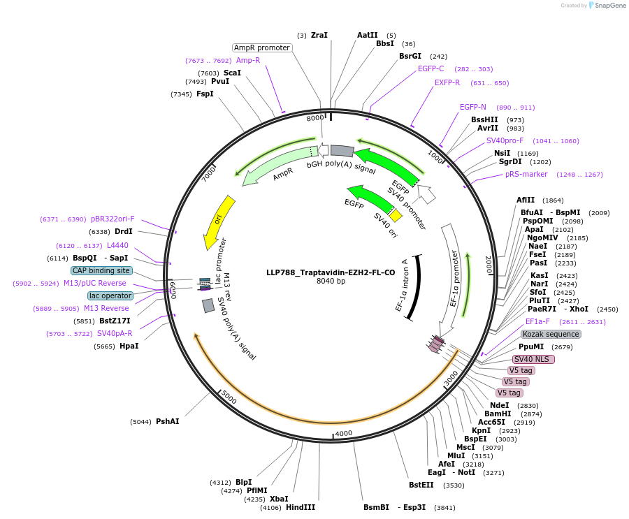 211781-plasmid-map-sequence-id-417390