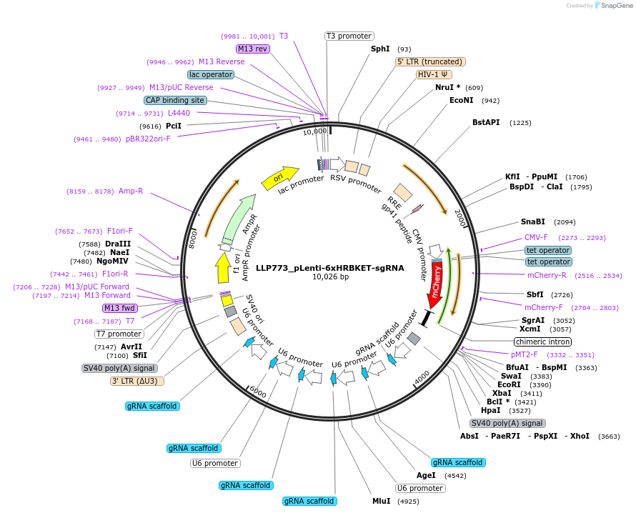 211766-plasmid-map-sequence-id-417396
