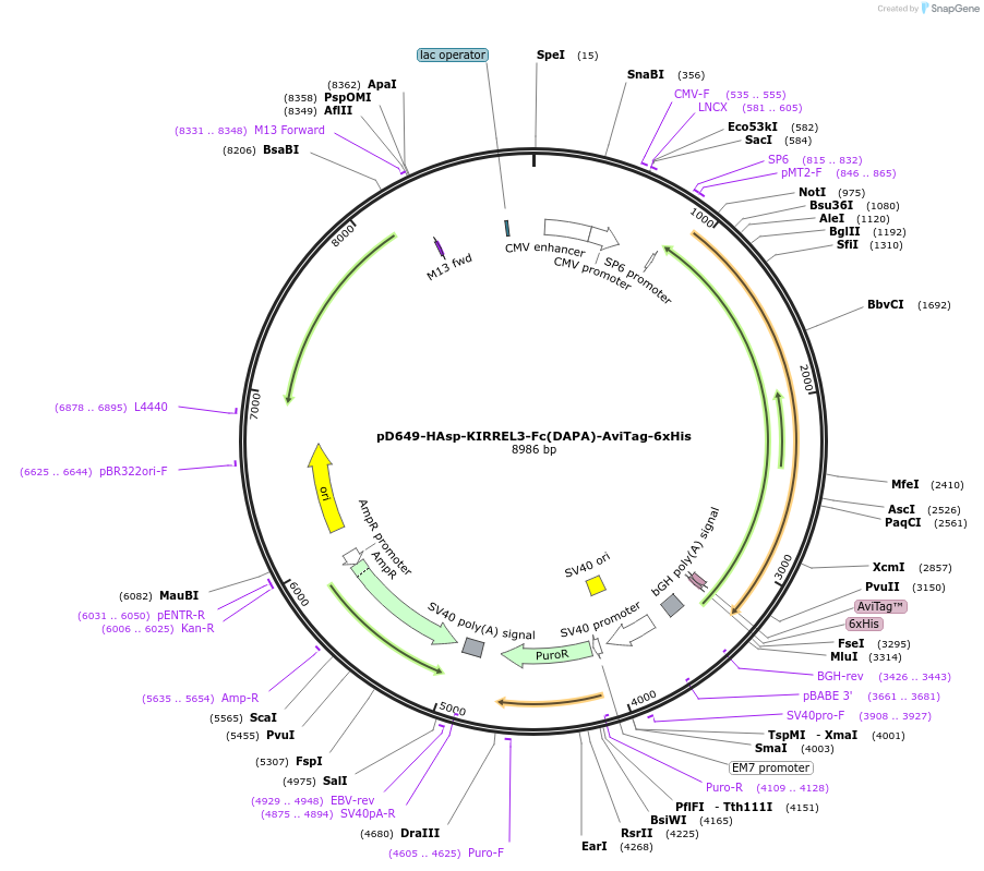 156896-plasmid-map-sequence-id-417399