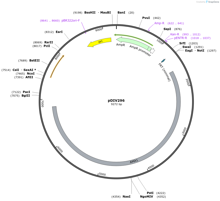 204687-plasmid-map-sequence-id-417404