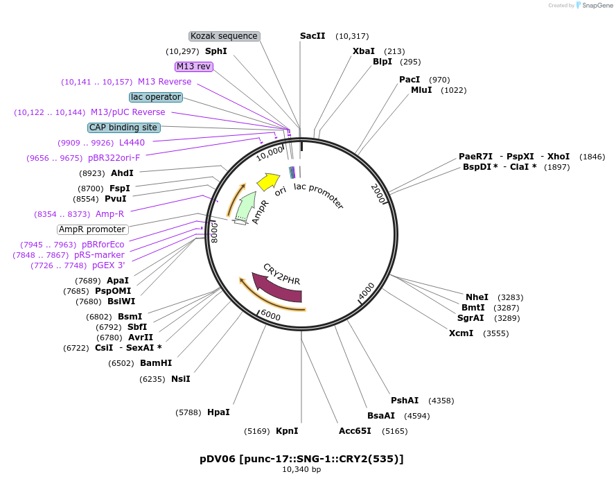 197597-plasmid-map-sequence-id-417408