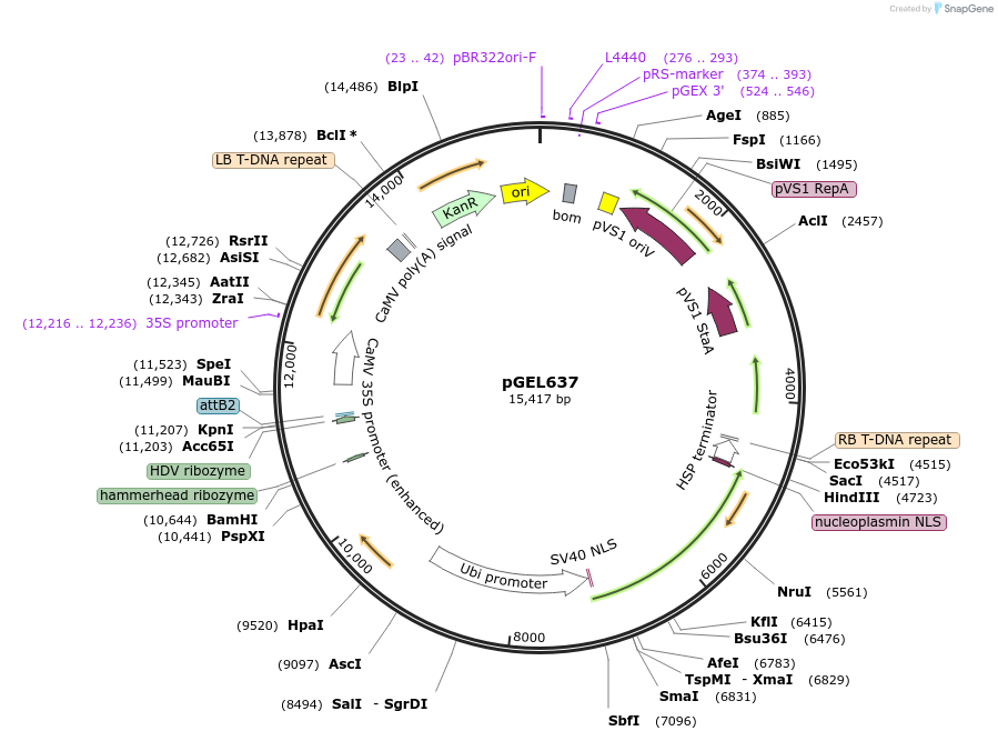 189832-plasmid-map-sequence-id-417421
