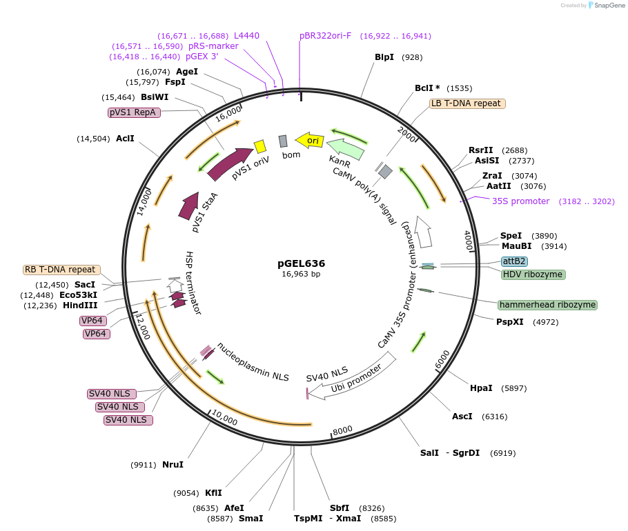 189830-plasmid-map-sequence-id-417422