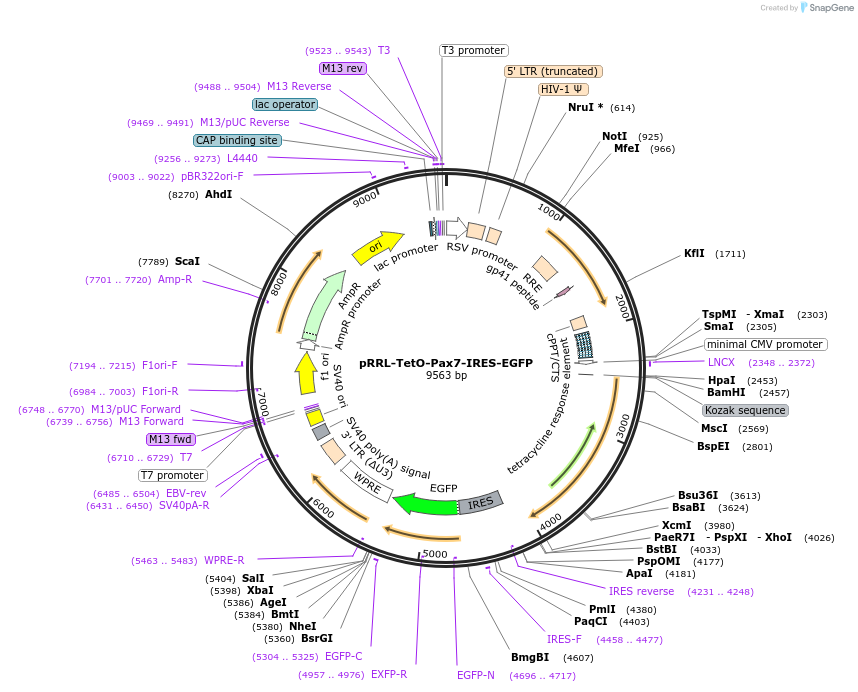 109372-plasmid-map-sequence-id-417423
