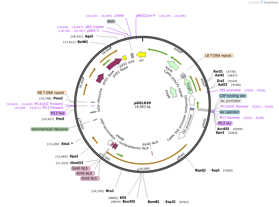 189833-plasmid-map-sequence-id-417424