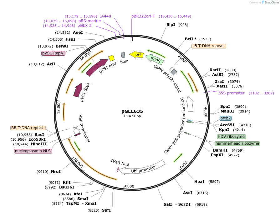 189829-plasmid-map-sequence-id-417425
