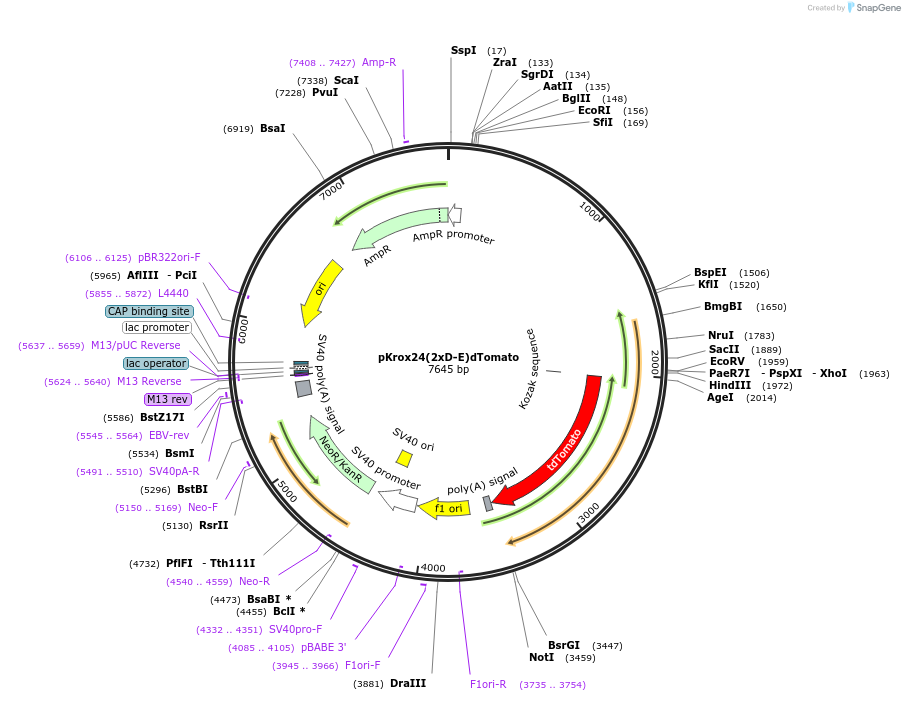 200110-plasmid-map-sequence-id-417426